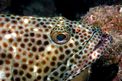 Cernia maculata bruna (Epinephelus tauvina)