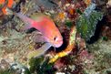 Castagnola rossa (Anthias anthias)