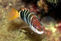 Sciarrano (Serranus scriba)