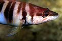 Sciarrano (Serranus scriba)