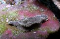 Nudibranchio (Glossodoris stellatus)