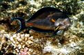 Pesce chirurgo (Acanthurus sohal)