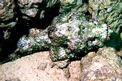 Pesce scorpione tessellato (Scorpaenopsis oxycephala)