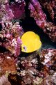 Pesce farfalla semimascherato (Chaetodon semilarvatus)