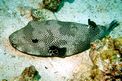 Pesce palla (Arothron stellatus)