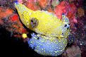 Doride dipinto (Hypselodoris picta)