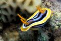 Nudibranchio pigiama (Chromodoris quadricolor)