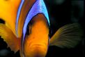 Pesce pagliaccio (Amphiprion bicinctus)