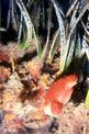 Posidonia (Posidonia oceanica)