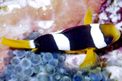 Pesce pagliaccio (Amphiprion sebae)