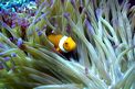 Pesce pagliaccio occidentale (Amphiprion ocellaris)