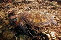 Tartaruga verde (Chelonia mydas)