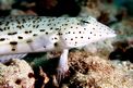 Parapercide ocellato (Parapercis hexophtalma)