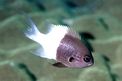 Castagnola latte e caff� (Chromis dimidiata)