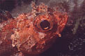 Scorfanotto (Scorpaena notata)