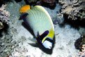Pesce angelo imperatore (Pomacanthus imperator)