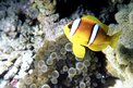 Pesce pagliaccio (Amphiprion bicintus)