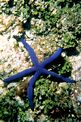 Stella Marina (Linckia laevigata)