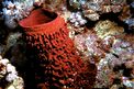 Spugna barile del Mar Rosso (Xestospongia testudinaria)