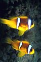 Pesce pagliaccio (Amphiprion bicinctus)