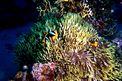 Pesce pagliaccio (Amphiprion bicinctus)