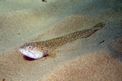 Pesce lucertola (Synodus saurus)