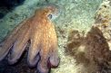 Polpo comune (Octopus vulgaris)