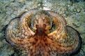 Polpo comune (Octopus vulgaris)