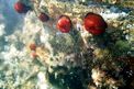 Pomodoro di mare (Actinia equina)