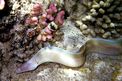 Murena grigia (Siderea grisea)