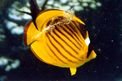 Pesce farfalla fasciato (Chaetodon fasciatus)