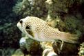 Pesce palla a punti bianchi (Arothron hispidus)