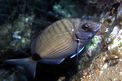 Sarago maggiore (Diplodus sargus sargus)