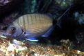 Sarago maggiore (Diplodus sargus sargus)
