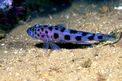 Ghiozzo leopardo (Thorogobius ephippiatus)