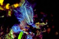 Ascidia  cristallo (Clavelina lepadiformis)