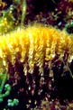 Pinna comune (Pinna nobilis)