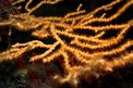 Gorgonia gialla (Eunicella cavolinii)
