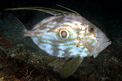 Pesce san pietro (Zeus faber)