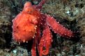 Polpessa (Octopus macropus)