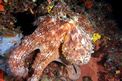 Polpo comune (Octopus vulgaris)