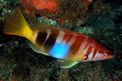 Sciarrano (Serranus scriba)