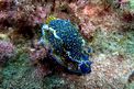 Doride dipinto (Hypselodoris picta)