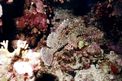 Pesce pietra falso (Scorpaenopsis diabolus)