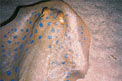 Razza a macchie blu (Taeniura lymma)