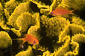 Anthias striato (Pseudanthias taeniatus)