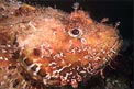 Scorfano rosso (Scorpaena scrofa)