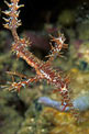 Pesce ago fantasma ornato (Solenostomus paradoxus)