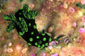 Nembrotha (Nembrotha cristata)