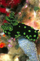 Nembrotha (Nembrotha cristata)